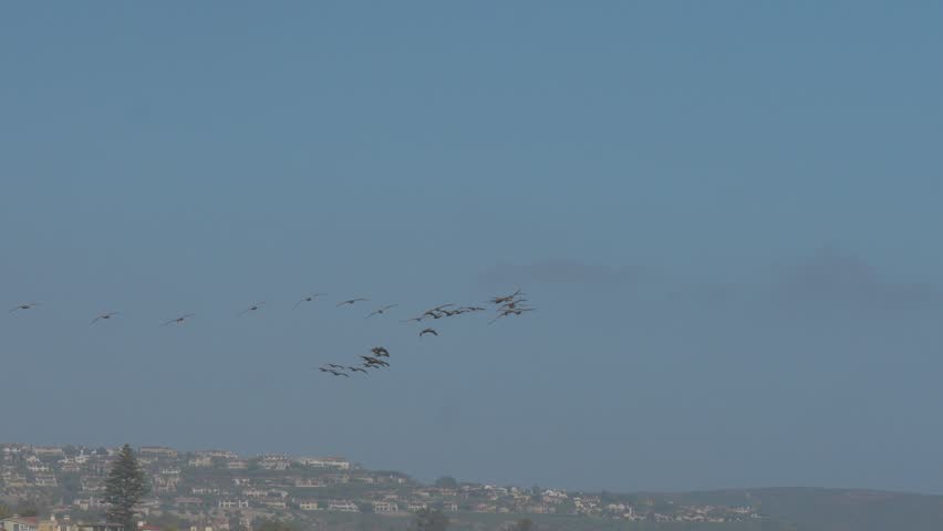 Pelicans flying in the sky in formation