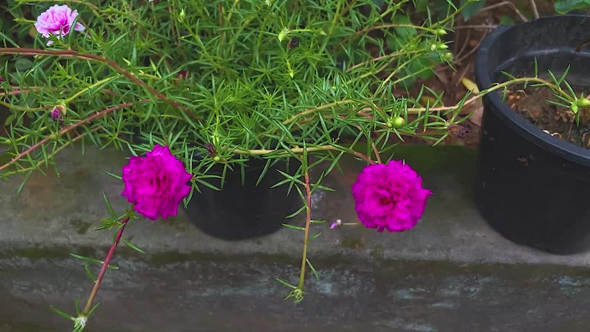 The Beautiful flowers in House.