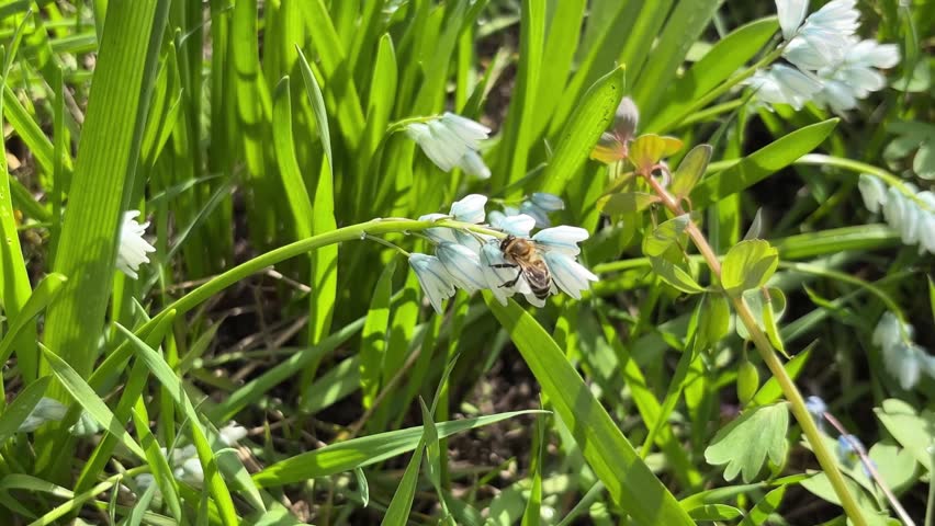 A bee on a flower	