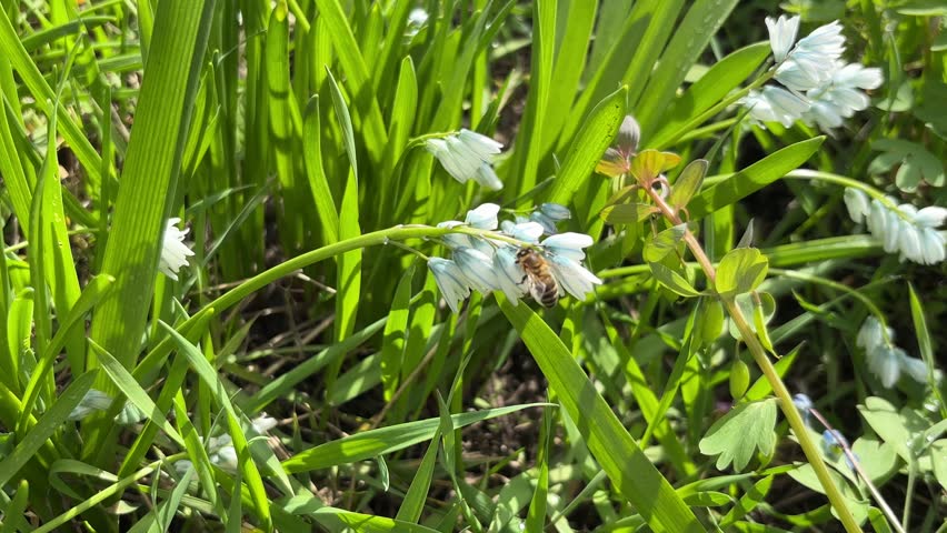 A bee on a flower	