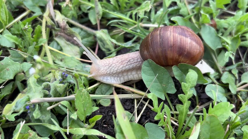 Detailed Macro Video of Large Snail Outdoors	
