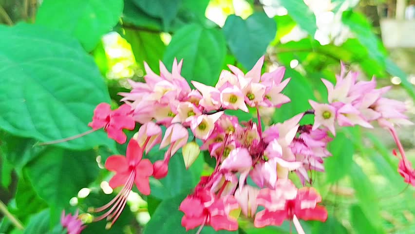 Close up video of pink and red Clerodendrum thomsoniae or bleeding heart vine flowers blooming with green leaves, tropical flowering plant, natural sunlight, garden background, no people, commercial use
