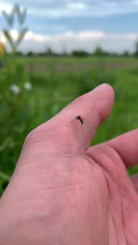 Mosquito on human hand in green field