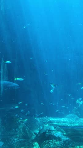 A giant grouper swimming slowly in a blue aquarium with an ocean shark and a school of tropical fish moving at varying speeds. A calm underwater marine life scene in a controlled aquarium environment.