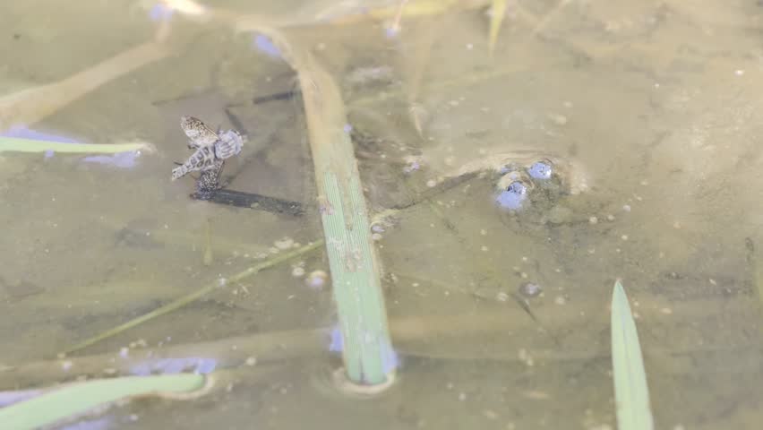 European yellow-bellied toad Bombina variegata eating horsefly in a muddy puddle closeup