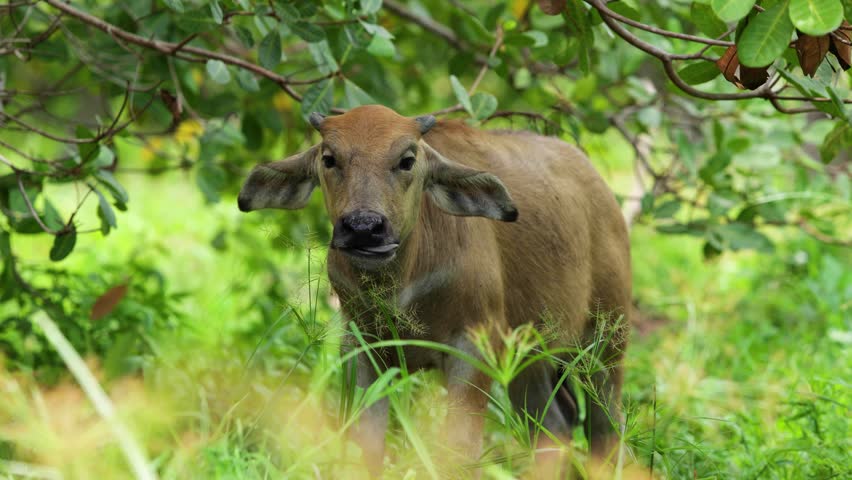 A water buffalo mother and calf are seen eating fresh green grass in a peaceful rural field. Natural livestock footage capturing animal family bonding and traditional farming life in a countryside environment, ideal for agriculture, nature, wildlife, and documentary projects.