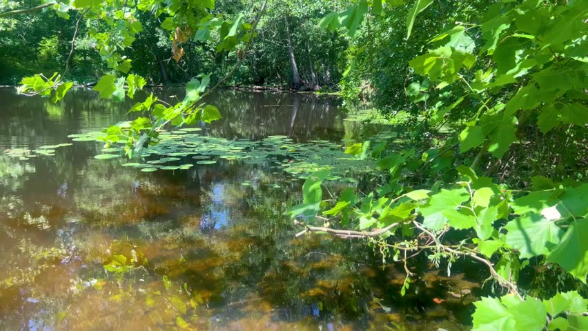 A stone thrown in the pond causes gentle ripples to spread out across the water. Enchanted woods with tranquil pond surrounded by lush green leaves and vegetation with aquatic plants water lily pads floating on water with trees and sky reflected. Gentle breeze blows leaves and branches. Travel Pennsylvania tourism vacation weekend fishing hole.