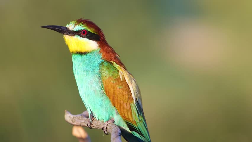Beautiful European Bee-eater Merops apiaster sitting on a branch in profile