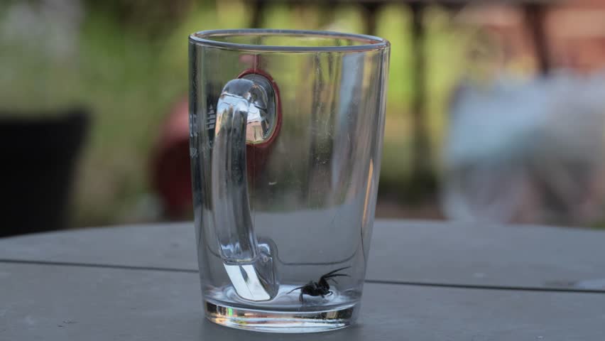 Large house spider captured in a glass found wandering in a home