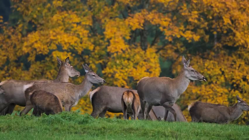 Majestic Red Deer Stag Roaring and Bellowing with Autumn Herd