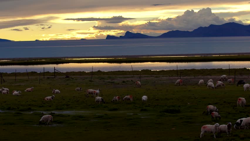 Real shot of lakeside grassland at dusk in China Inner Mongolia,lake surface reflects sunset glow,flocks of sheep scatter and feed on shore meadow,distant mountains covered with warm golden light