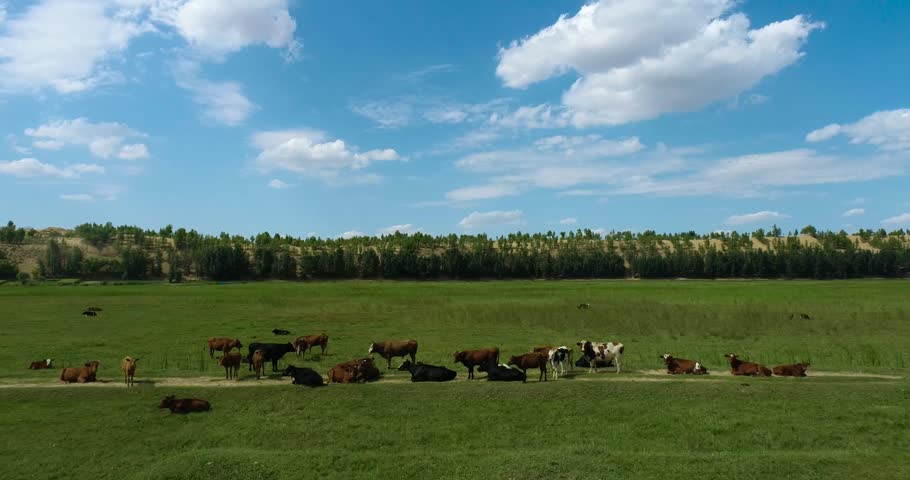 Real shot of wide green grassland at forest edge in China Inner Mongolia,cattle and horses scatter and feed freely,small ponds dot wilderness,gentle mountain ranges stretch far away
