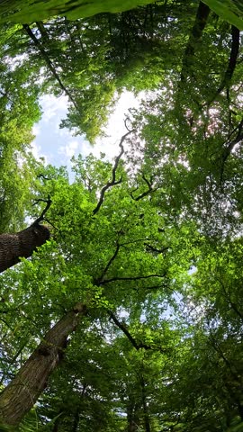 Seamless loop of 360 degree oak forest with birds singing.