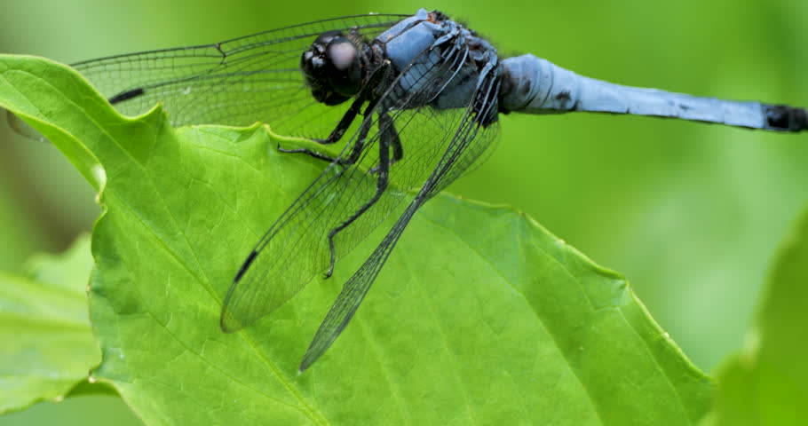 Great blue skimmer rest on green leaf in a park