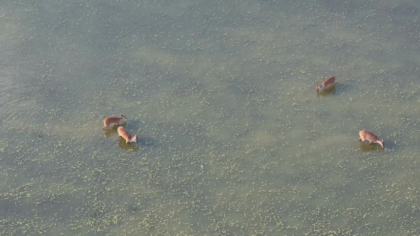 Aerial View Of Deer in Lake