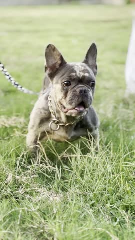 A cute French Bulldog puppy standing on green grass outdoors. The dog has large bat-like ears, a gold chain collar and leash, with its tongue out. Shallow depth of field with a blurred background. Adorable pet portrait in natural light.
