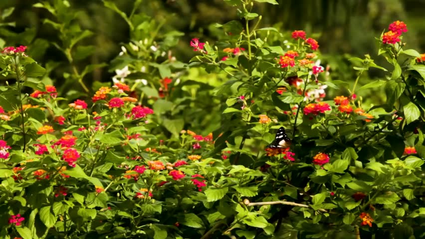 Black Butterfly Fluttering Wings on Colorful Lantana Flower Bush