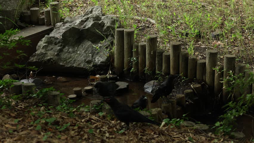 Natural landscape featuring river and crow outdoors