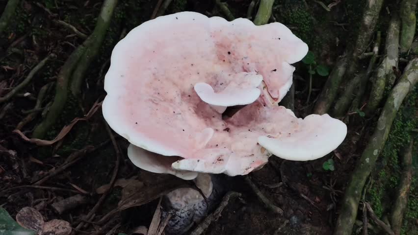Wild mushroom growing on a forest floor among tree roots in a natural woodland environment
