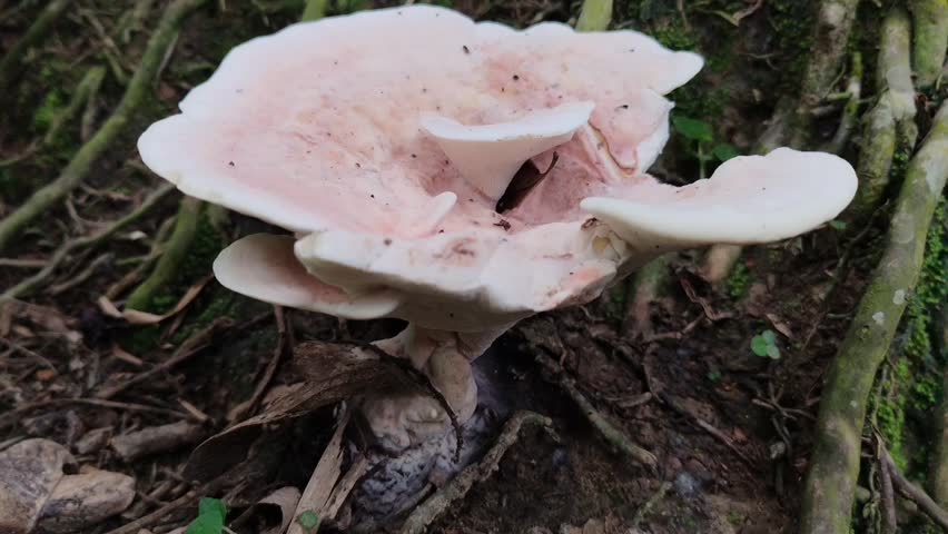 Large Wild Mushroom Growing on Forest Floor