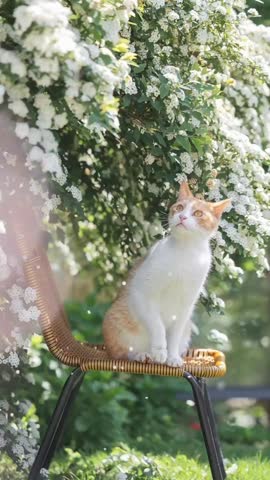 A white cat sits on a wicker chair under a blooming tree with white flowers