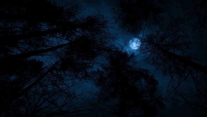Moon Above Tall Forest Trees At Night