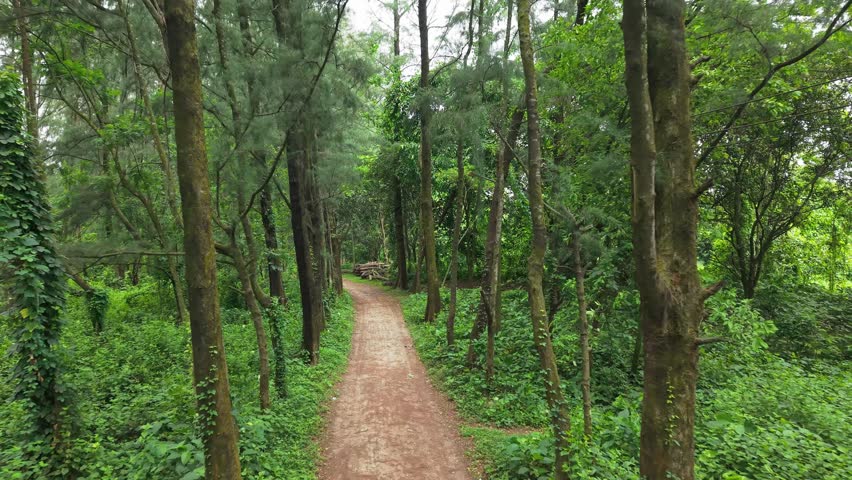 Narrow dirt path winding through a lush green forest with tall trees and thick vegetation