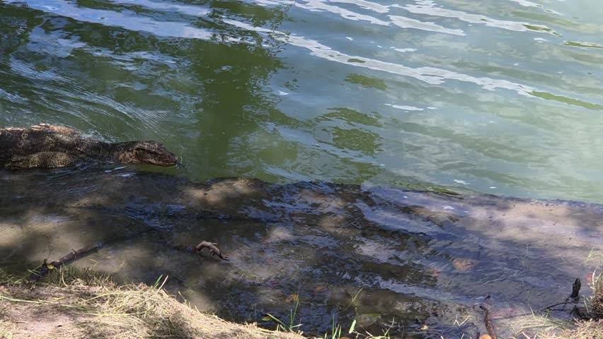  Large Monitor Lizard Swimming in River Near Bank