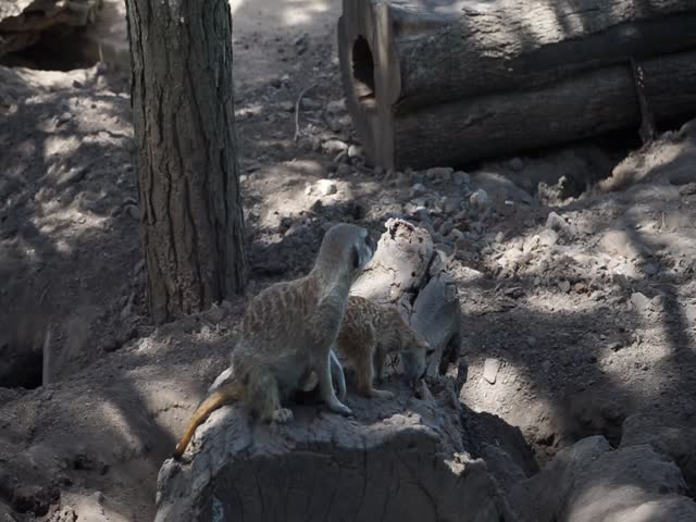 meerkats playing, standing guard, in the wild