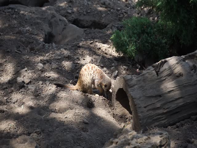 meerkats playing, standing guard, in the wild