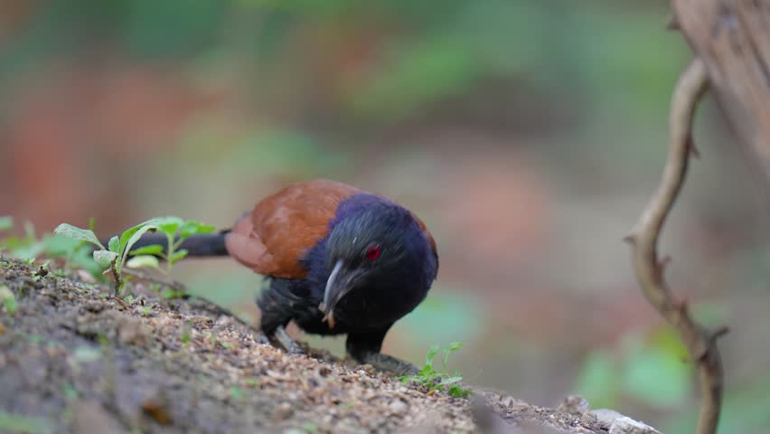 Greater Coucal (Centropus sinensis) birds forage on the ground in the forest.