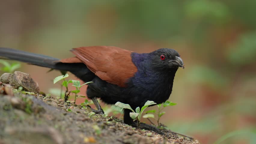 Greater Coucal (Centropus sinensis) birds forage on the ground in the forest.