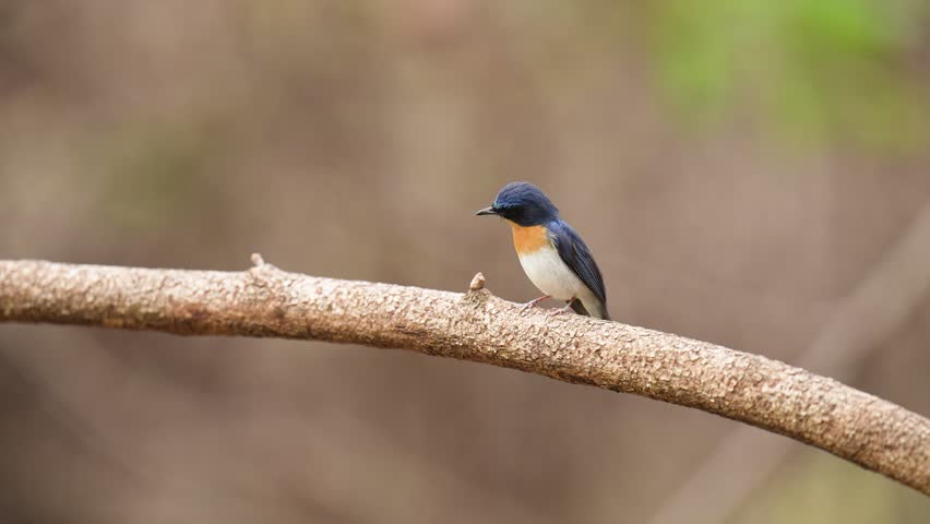 Indochinese Blue Flycatcher perches on a stump birdwatching in the forest.