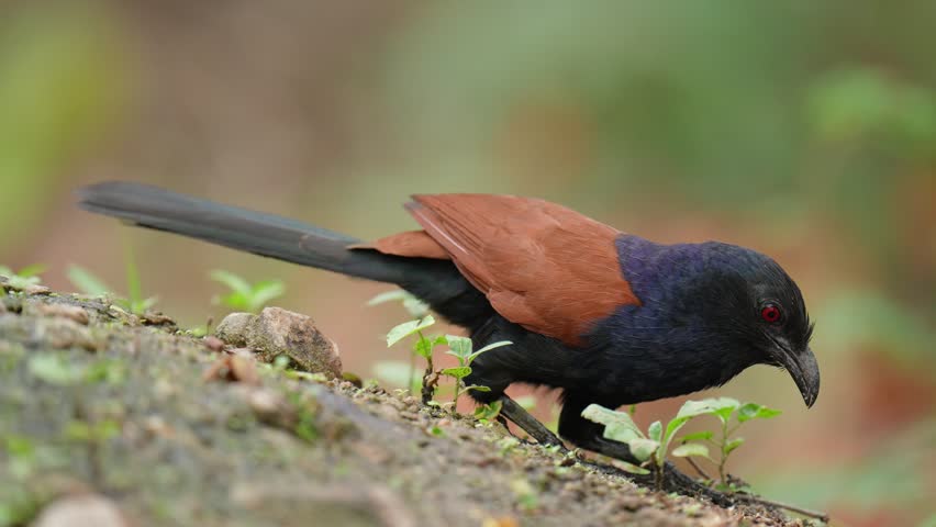 Greater Coucal (Centropus sinensis) birds forage on the ground in the forest.