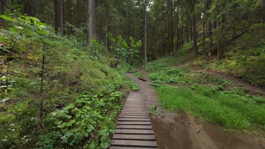 POV Walking Across Wooden Boardwalk Footbridge | Immersive Forest Trail