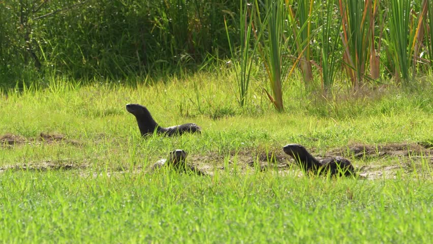 Lakeside Play: 4K Close-Up of North American River Otters on a Grassy Shoreline, Florida