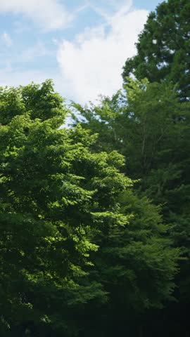 Blue sky, clouds, and forest