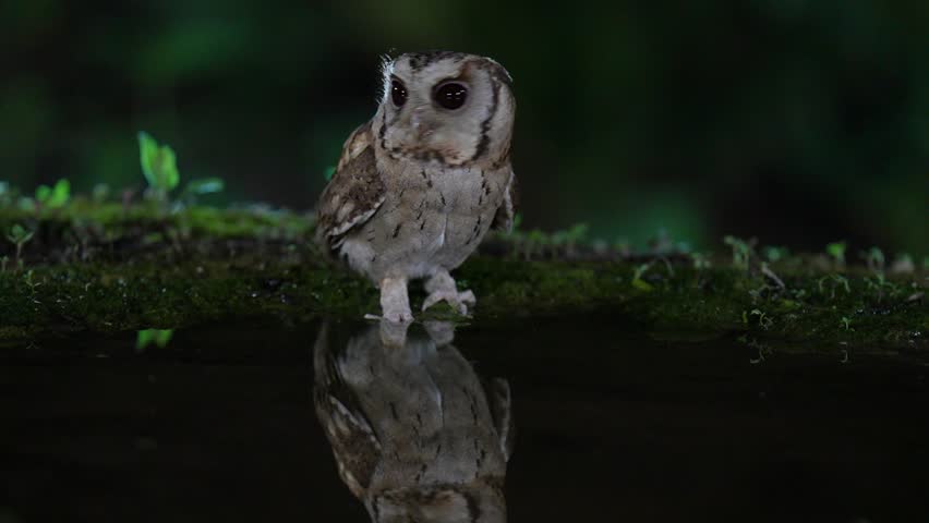 Collared Scops Owl Little baby Owl on ground cute furry Come and drink water in a small pond.