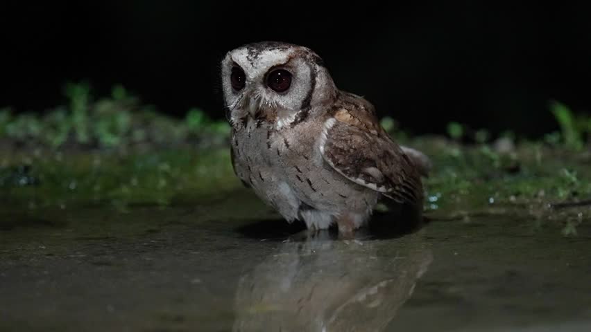 Collared Scops Owl Little baby Owl on ground cute furry Come and drink water in a small pond.