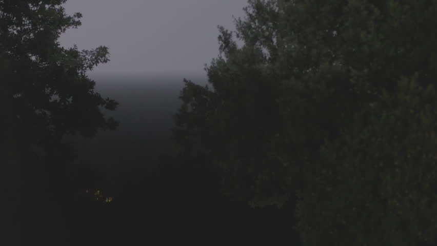 Dense tree silhouettes loom on a stormy night, distant lights flicker through falling rain, a lightning flash briefly reveals the foliage during a thunderstorm