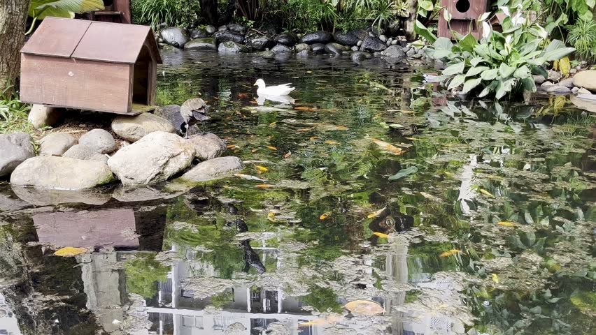 A white-faced whistling duck searches for food among the rocks at the edge of a pond, using its beak to forage while koi fish and other duck species swim peacefully in the surrounding water
