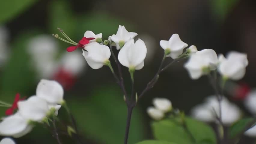 Clerodendrum thomsoniae bleeding heart vine flower blooms with striking colors in a tropical garden.
