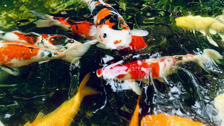  Colorful koi fish swimming and feeding near the water surface in a decorative pond, creating vivid ripples, reflections, and energetic movement in a serene outdoor garden setting