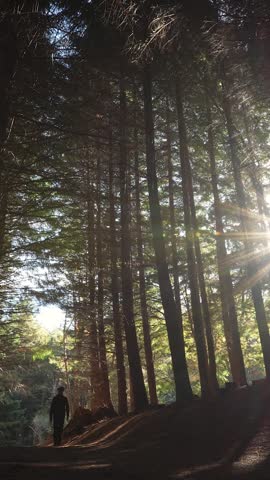 Low angle shot of a silhouetted man walking on a path through a tall forest with a bright sunburst.