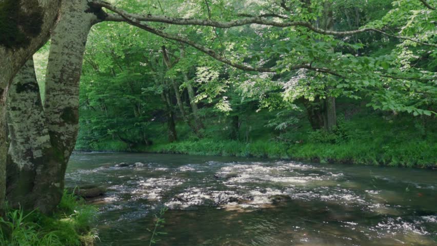 A fast-moving forest river flows beneath mature deciduous trees and dense green foliage. The wide woodland view highlights textured water, shaded banks, freshwater habitat, summer nature, conservation, travel, relaxation, and environmental storytelling.