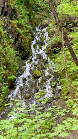 Small waterfall cascading through a lush temperate rainforest near Seward, Alaska, on a summer day.