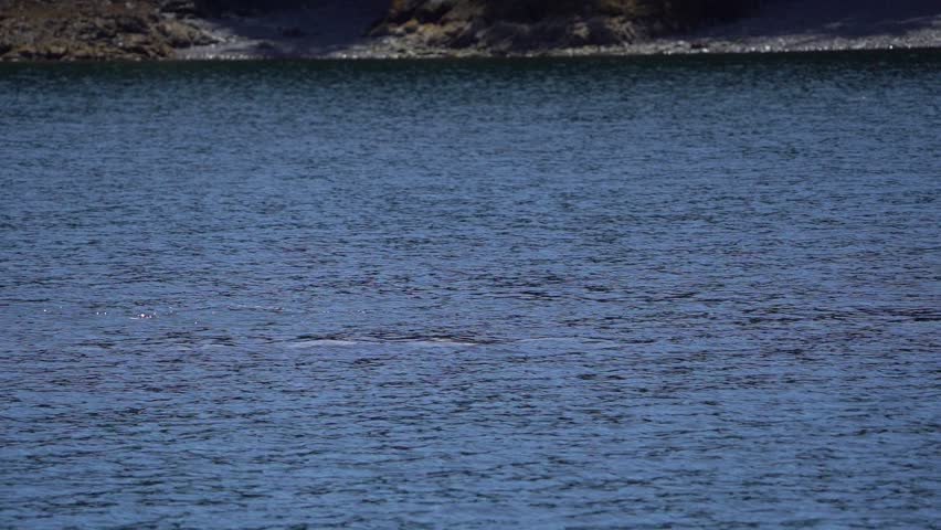 Slow-motion video of a gray whale surfacing and exhaling through its blowhole near Sitka Sound, Alaska, creating a dramatic whale spout.