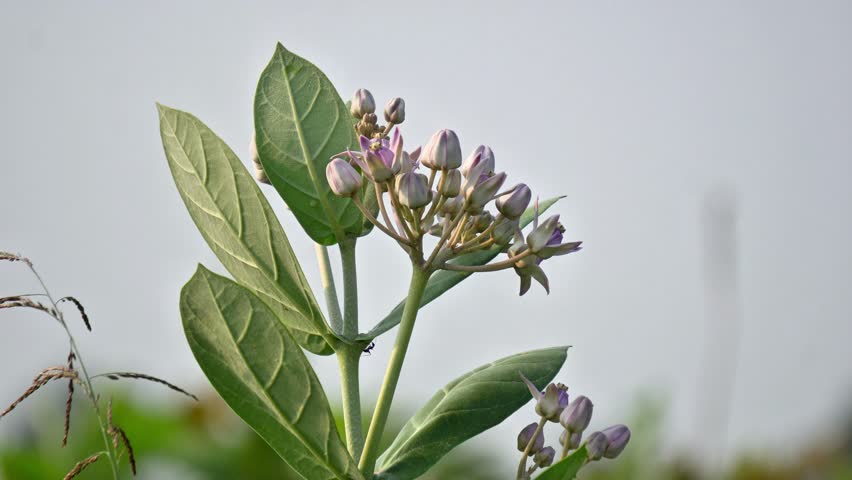 Purple Crown Flower Buds and Calotropis Gigantea Shrub Close Up. Ayurvedic Akanda Medicinal Plant Shrub with Giant Milkweed Blooms. Indian flower Close Up.