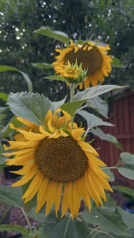 Vertical shot of yellow sunflowers blooming in garden