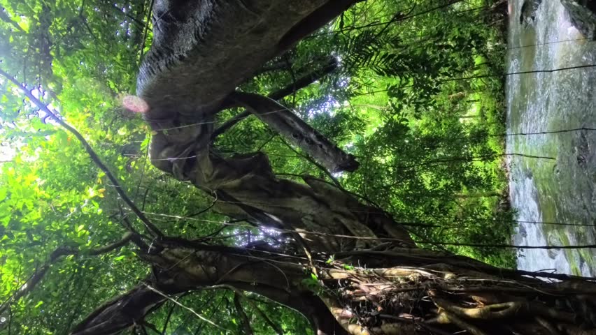 A view looking upward through the dense forest canopy with sunlight streaming through branches, captured beside a small stream during a forest trek.